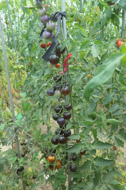 BOSQUE BLUE BUMBLEBEE (61) - BOSQUE BLUE BUMBLEBEE