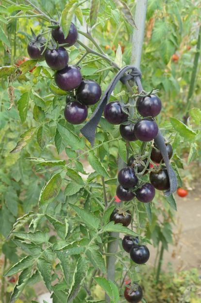 BOSQUE BLUE BUMBLEBEE (64) - BOSQUE BLUE BUMBLEBEE