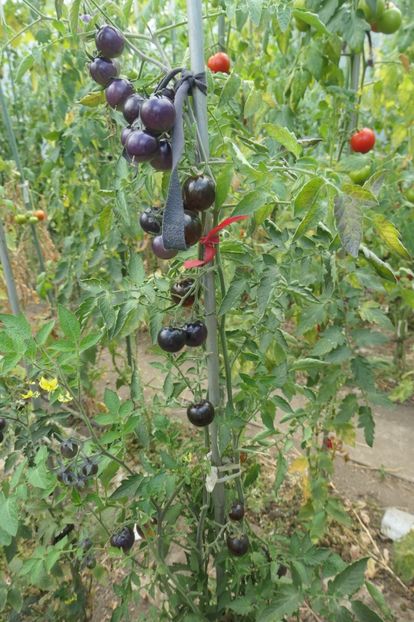 BOSQUE BLUE BUMBLEBEE (71) - BOSQUE BLUE BUMBLEBEE