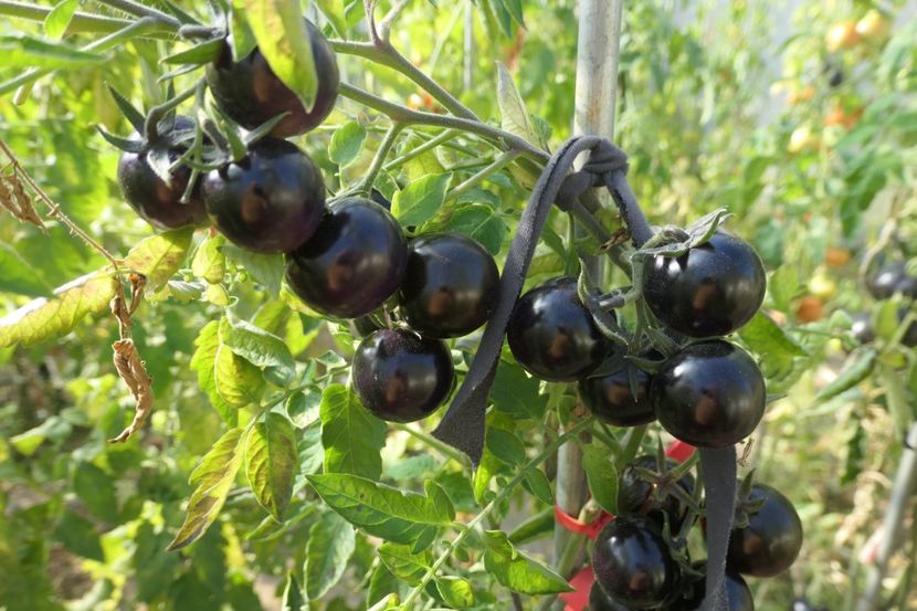 BOSQUE BLUE BUMBLEBEE (74) - BOSQUE BLUE BUMBLEBEE