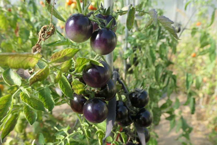 BOSQUE BLUE BUMBLEBEE (75) - BOSQUE BLUE BUMBLEBEE