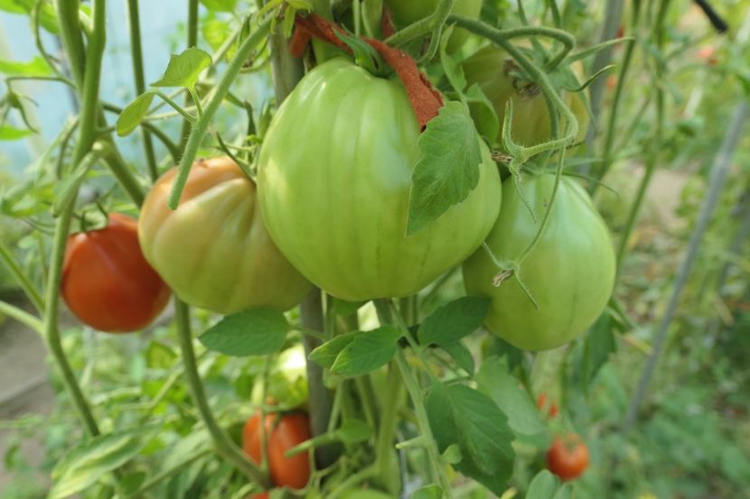 BUFFALO HEART (1) - BUFFALO HEART