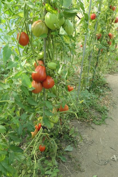 BUFFALO HEART (4) - BUFFALO HEART