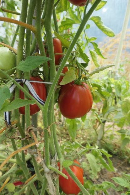 BUFFALO HEART (15) - BUFFALO HEART