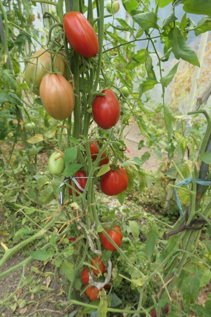 BUFFALO HEART (17) - BUFFALO HEART