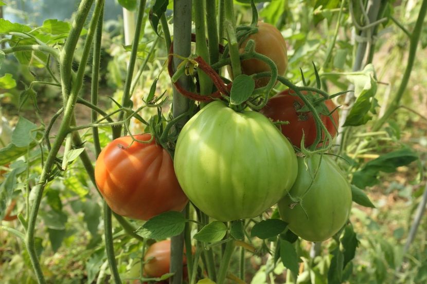 BUFFALO HEART (41) - BUFFALO HEART