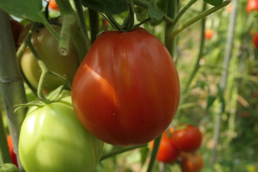 BUFFALO HEART (47) - BUFFALO HEART