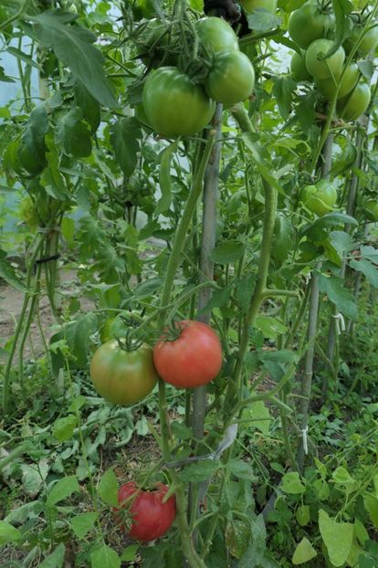 BULL HEART PINK PR (2) - BULL HEART PINK