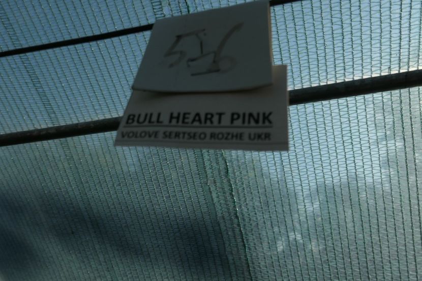 BULL HEART PINK PR (3) - BULL HEART PINK