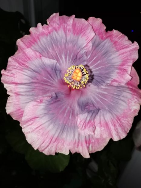 18.12.2019, ultima floare pe 2019 - Purple Pashmina