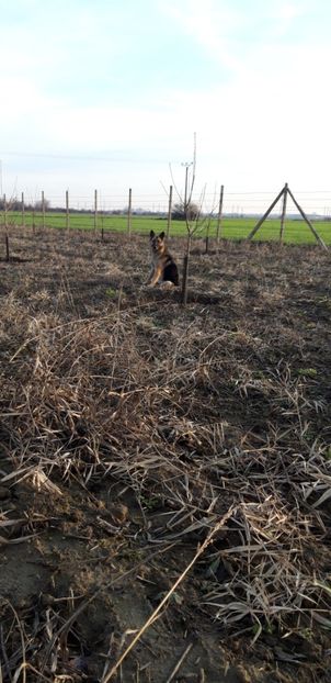  - Livada 1 anul ll 2019