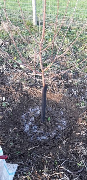  - Livada 1 anul ll 2019