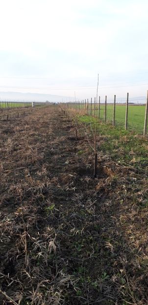  - Livada 1 anul ll 2019