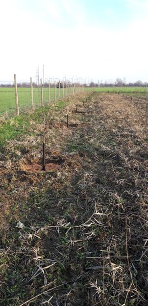  - Livada 1 anul ll 2019