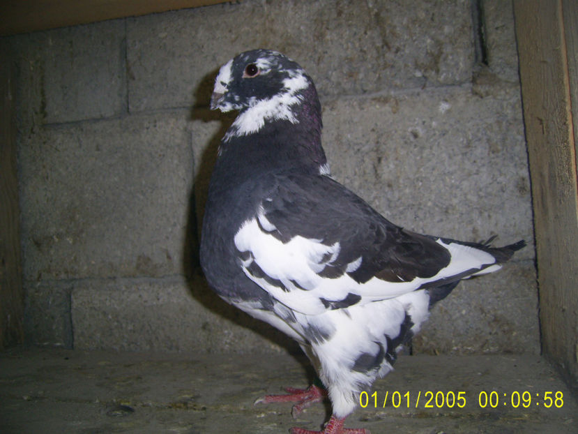 M - 2019 - arhiva- americani vanduti