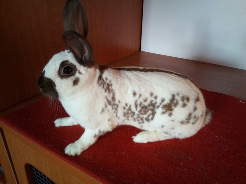  - 0 - REZ EXPO NAT BUC 2019