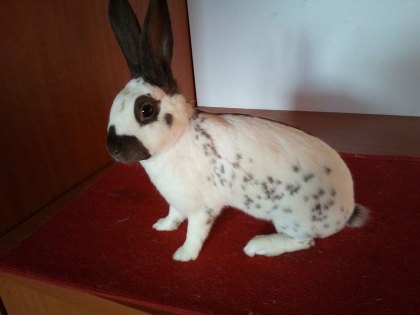  - 0 - REZ EXPO NAT BUC 2019