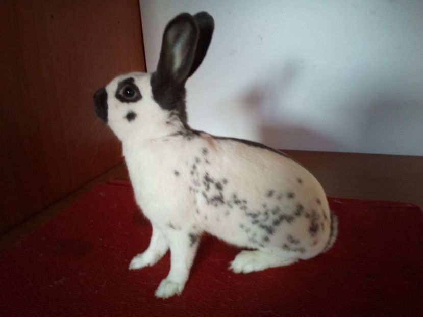  - 0 - REZ EXPO NAT BUC 2019