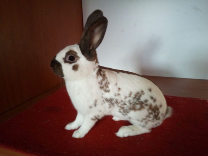  - 0 - REZ EXPO NAT BUC 2019