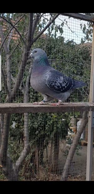 Nika F 2018 - 2019 Guti si Cuci