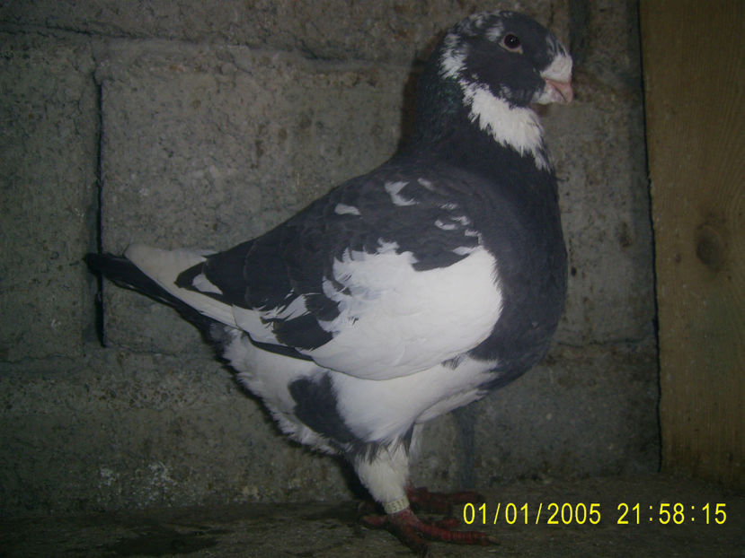 M - 2015 - arhiva- americani vanduti