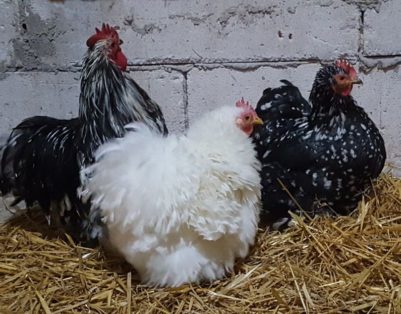  - A- Cochinchina pitic 2019-2020