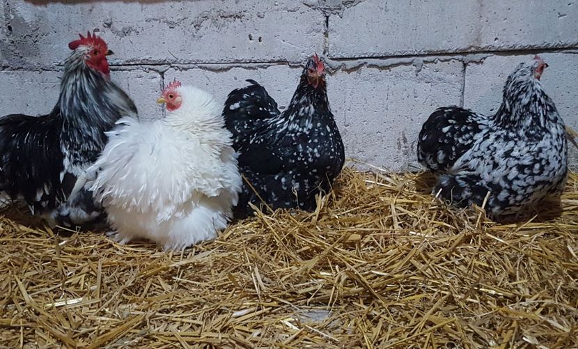  - A- Cochinchina pitic 2019-2020