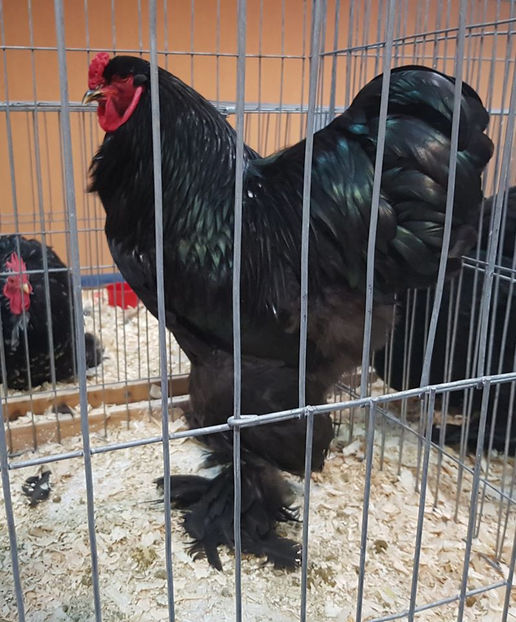 79207723_2889747091049077_5110462082340356096_o - E xpozitia Nationala Bucuresti 2019