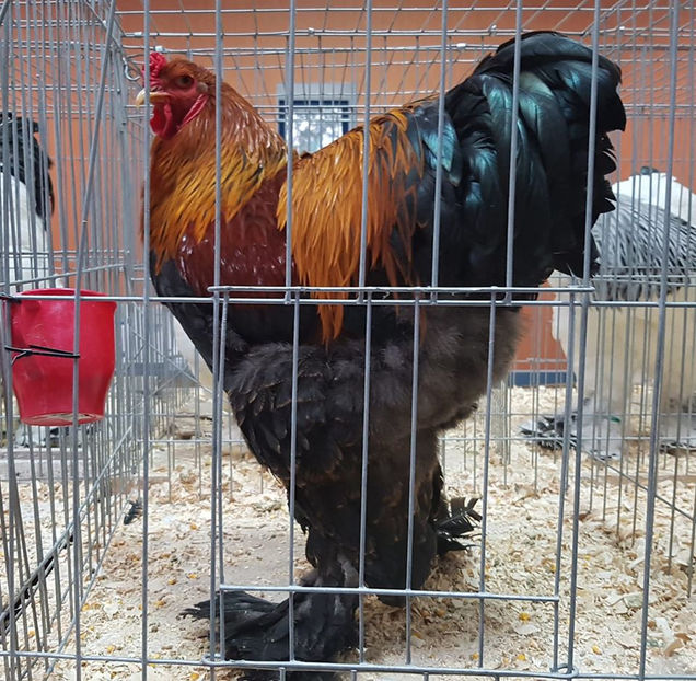 79763767_2889849624372157_319691969372618752_o - E xpozitia Nationala Bucuresti 2019