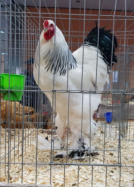 79852814_2898791833477936_1835232954280837120_o - E xpozitia Nationala Bucuresti 2019