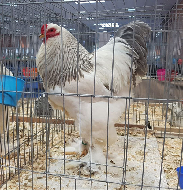 79985294_2889857827704670_1074930323055181824_o - E xpozitia Nationala Bucuresti 2019