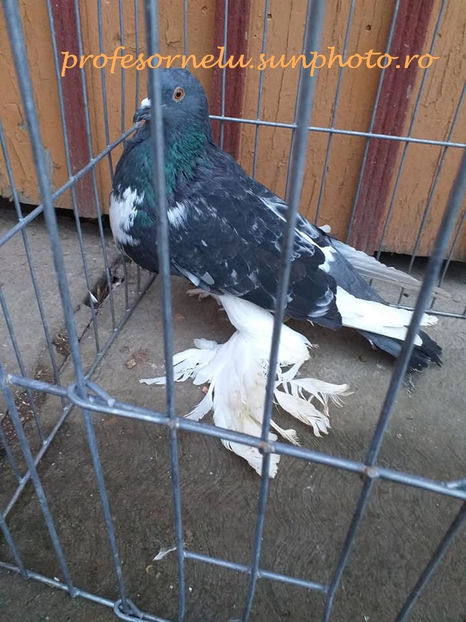 vândut lui Cosmin C(MM) - Porumbei VÂNDUȚI