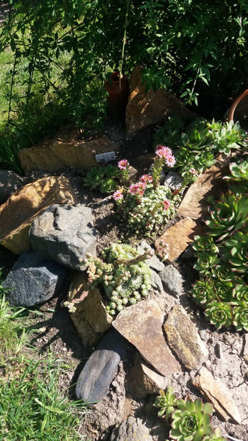 Sempervivum mix - Gradina si terasa PrimaLuce_4-paradisul meu