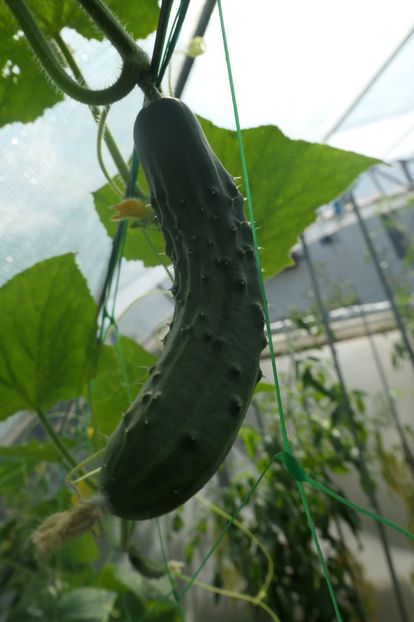 CASTRAVETI PERFECTION (1) - CASTRAVETI PERFECTION