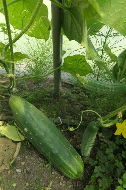 CASTRAVETI PERFECTION (2) - CASTRAVETI PERFECTION