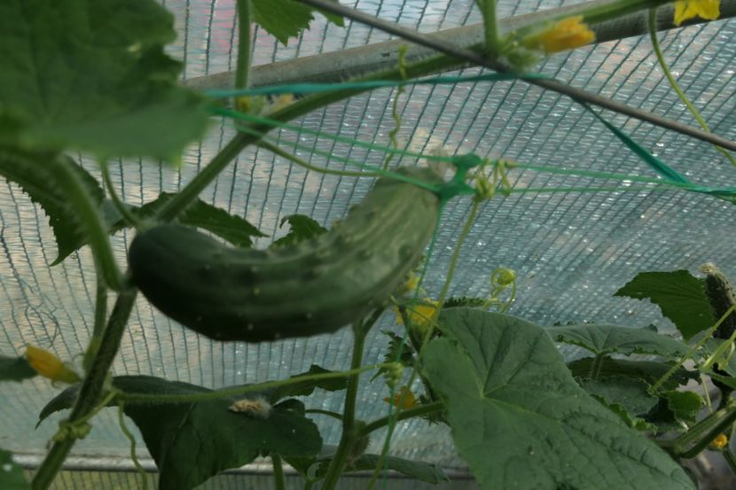 CASTRAVETI PERFECTION (4) - CASTRAVETI PERFECTION