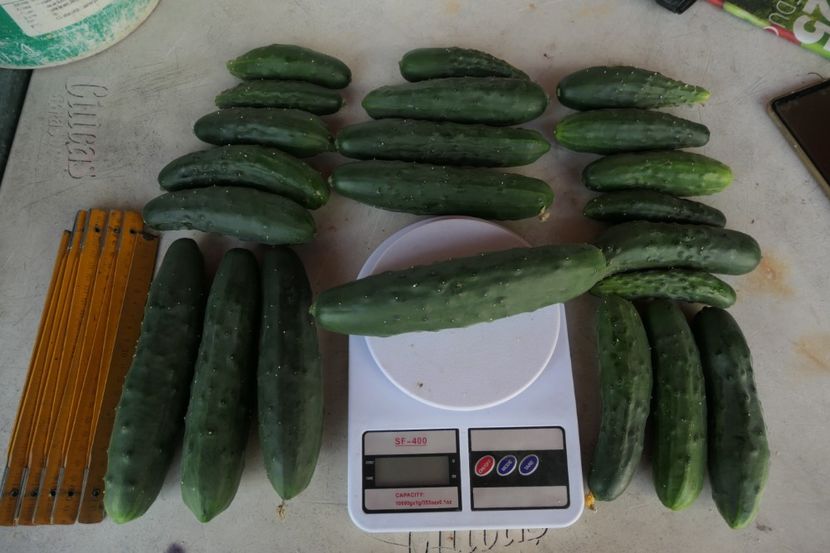 CASTRAVETI PERFECTION (10) - CASTRAVETI PERFECTION