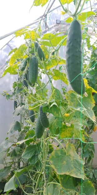 CASTRAVEȚI PERFECTION (2) - CASTRAVETI PERFECTION