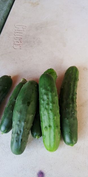 CASTRAVEȚI PERFECTION (3) - CASTRAVETI PERFECTION