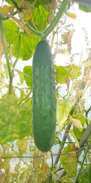 CASTRAVEȚI PERFECTION (7) - CASTRAVETI PERFECTION