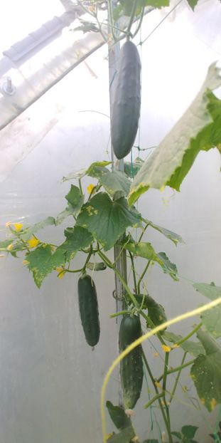 CASTRAVEȚI PERFECTION (8) - CASTRAVETI PERFECTION