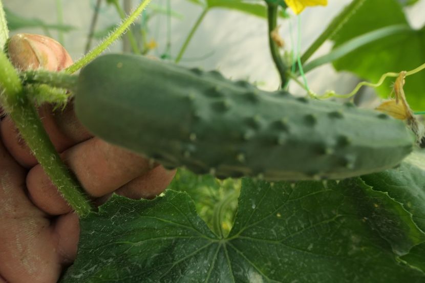 CASTRAVEȚI PERFECTION PR (1) - CASTRAVETI PERFECTION