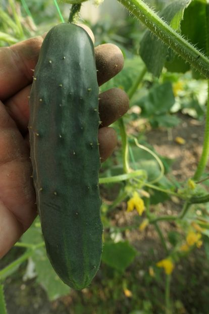 CASTRAVEȚI PERFECTION PR (3) - CASTRAVETI PERFECTION