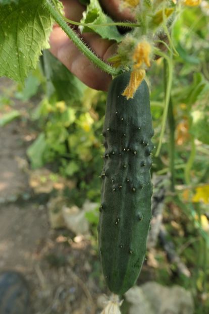 CASTRAVEȚI YEMELIA PR (3) - CASTRAVETI YEMELIA