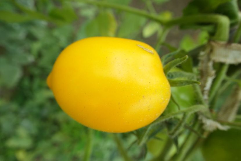 CITRINA (4) - CITRINA