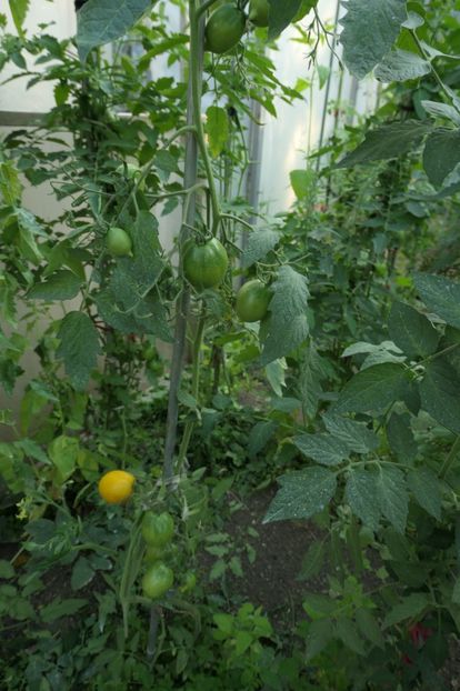 CITRINA (5) - CITRINA