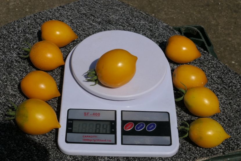 CITRINA (12) - CITRINA