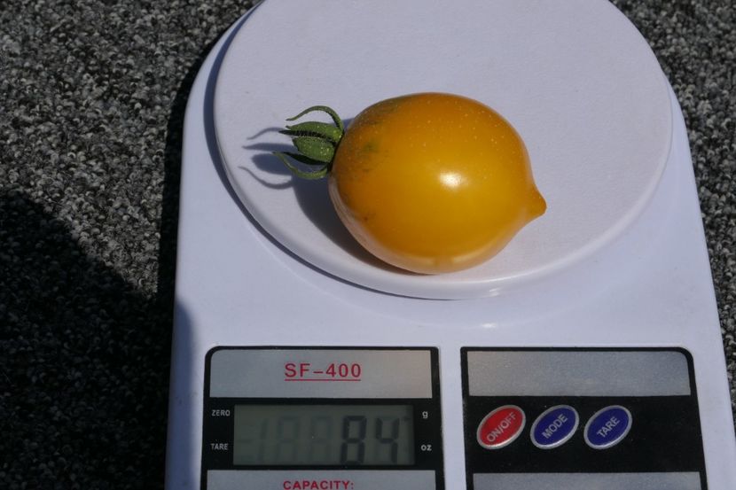 CITRINA (14) - CITRINA