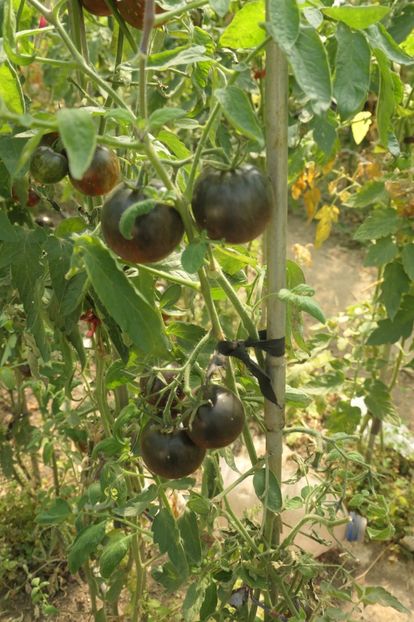 COSMIC ECLIPSE (16) - COSMIC ECLIPSE