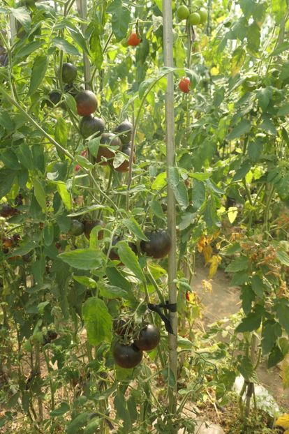 COSMIC ECLIPSE (17) - COSMIC ECLIPSE